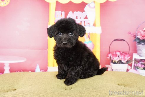 成約済の静岡県のトイプードル-309826の4枚目