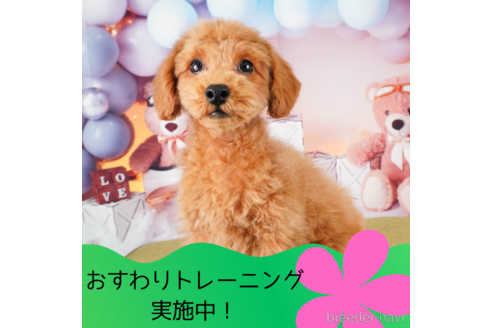成約済の静岡県のトイプードル-309827の1枚目