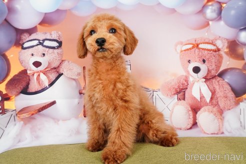 成約済の静岡県のトイプードル-309827の6枚目