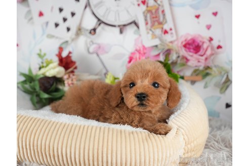 成約済の静岡県のトイプードル-309827の7枚目