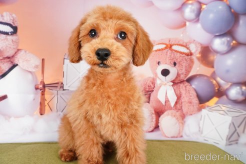 成約済の静岡県のトイプードル-309827の4枚目