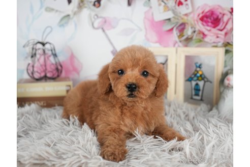 成約済の静岡県のトイプードル-309827の5枚目