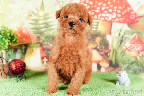 成約済の静岡県のトイプードル-309828の3枚目