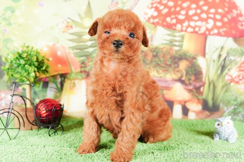 成約済の静岡県のトイプードル-309828の4枚目