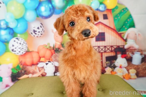 成約済の静岡県のトイプードル-309828の5枚目