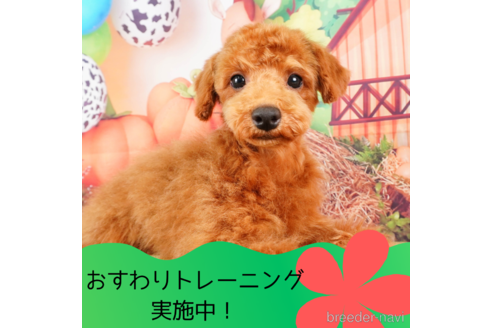 成約済の静岡県のトイプードル-309828の1枚目