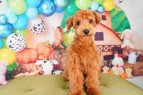 成約済の静岡県のトイプードル-309828の2枚目