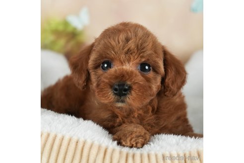 成約済の静岡県のトイプードル-309830