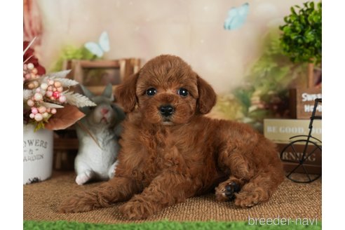 成約済の静岡県のトイプードル-309830の4枚目