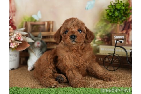 成約済の静岡県のトイプードル-309830の5枚目