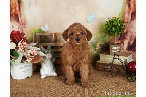 成約済の静岡県のトイプードル-309830の3枚目