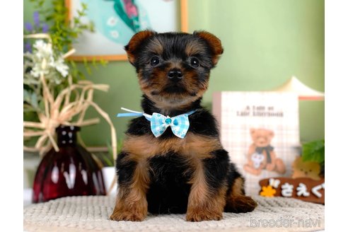 成約済の静岡県のヨークシャーテリア-309831