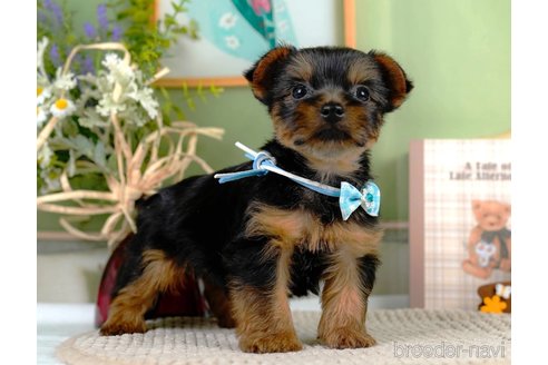 成約済の静岡県のヨークシャーテリア-309831の3枚目