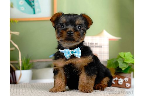 成約済の静岡県のヨークシャーテリア-309831の4枚目