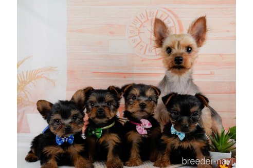 成約済の静岡県のヨークシャーテリア-309831の2枚目