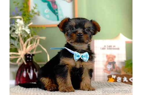 成約済の静岡県のヨークシャーテリア-309831の5枚目