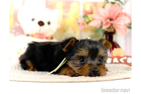 成約済の静岡県のヨークシャーテリア-309832の3枚目