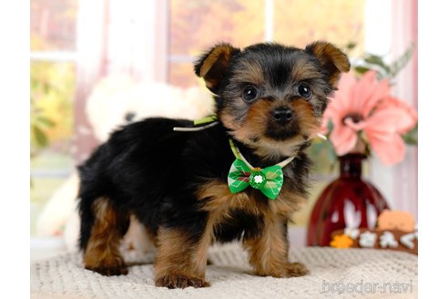 成約済の静岡県のヨークシャーテリア-309832の5枚目