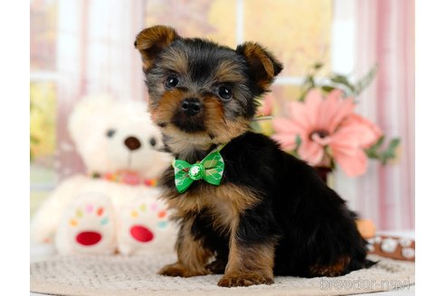 成約済の静岡県のヨークシャーテリア-309832の4枚目