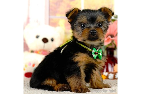 成約済の静岡県のヨークシャーテリア-309832