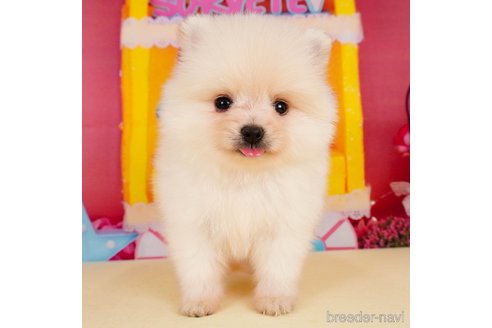 成約済の静岡県のポメラニアン-309833