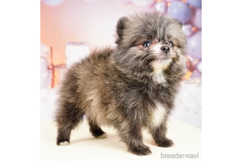 成約済の静岡県のポメラニアン-309835の4枚目