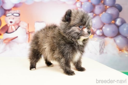 成約済の静岡県のポメラニアン-309835の3枚目