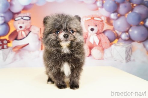 成約済の静岡県のポメラニアン-309835の1枚目