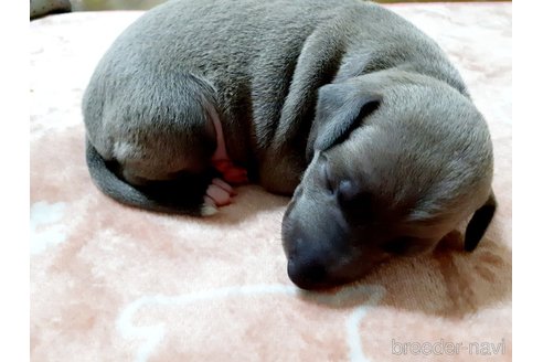 商談中の愛媛県のイタリアングレーハウンド(イタグレ)-306819の4枚目