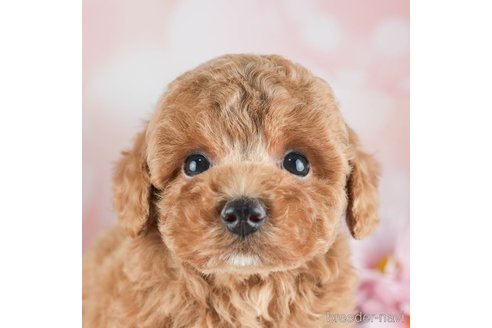 成約済の千葉県のトイプードル-309846の1枚目