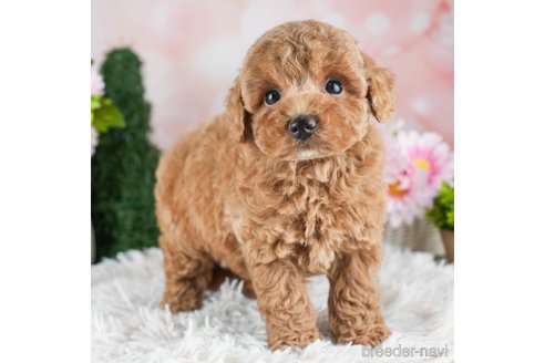 成約済の千葉県のトイプードル-309846の5枚目