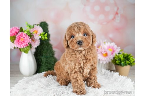 成約済の千葉県のトイプードル-309846の4枚目