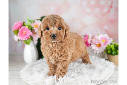 成約済の千葉県のトイプードル-309846の2枚目