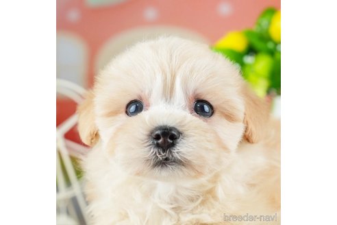 成約済の千葉県のマルプー:マルチーズ×トイプードル-309851の1枚目