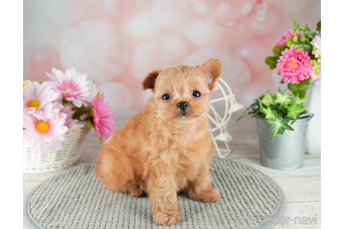 成約済の千葉県のチワプー:チワワ×トイプードル-309855の2枚目