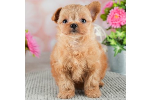 成約済の千葉県のチワプー:チワワ×トイプードル-309855の3枚目