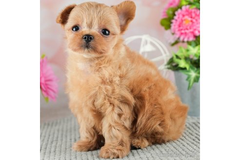 成約済の千葉県のチワプー:チワワ×トイプードル-309855の1枚目