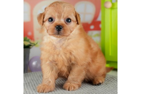 成約済の千葉県のチワプー:チワワ×トイプードル-309856の9枚目