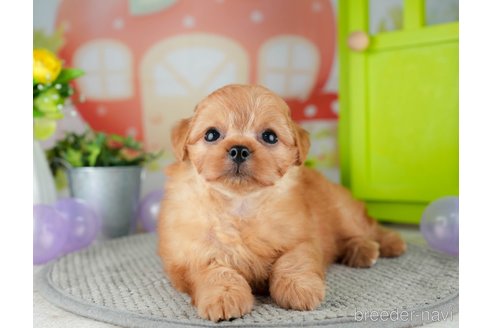 成約済の千葉県のチワプー:チワワ×トイプードル-309856の6枚目