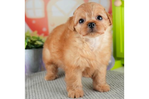 成約済の千葉県のチワプー:チワワ×トイプードル-309856の1枚目