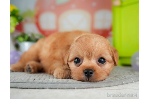 成約済の千葉県のチワプー:チワワ×トイプードル-309856の7枚目