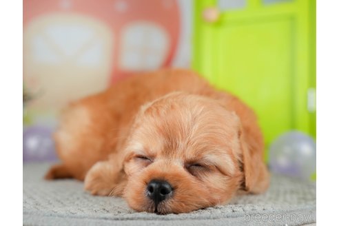 成約済の千葉県のチワプー:チワワ×トイプードル-309856の8枚目