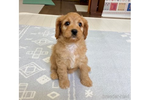 成約済の福岡県のキャバプー:キャバリア×トイプードル-303823の10枚目