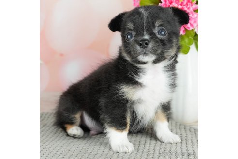 成約済の千葉県のチワワ(ロングコート)-309857の4枚目