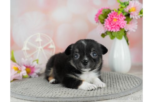 成約済の千葉県のチワワ(ロングコート)-309857の3枚目