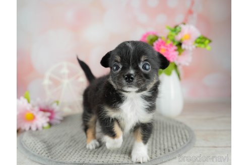 成約済の千葉県のチワワ(ロングコート)-309857の2枚目