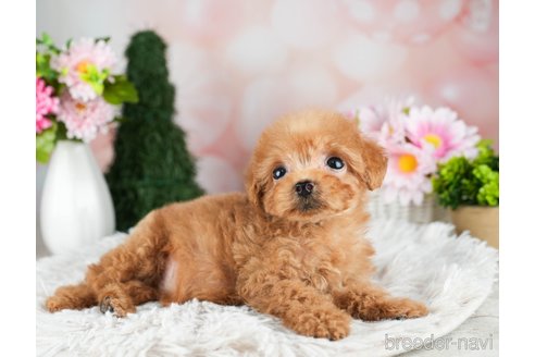 成約済の千葉県のタイニープードル-309858の4枚目