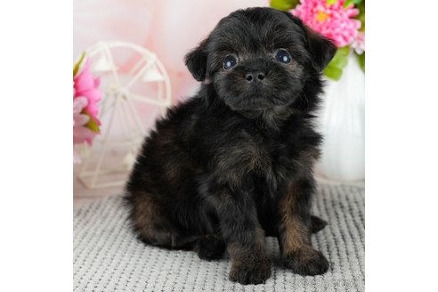 成約済の千葉県のチワプー:チワワ×トイプードル-309860