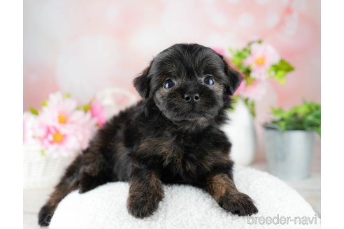 成約済の千葉県のチワプー:チワワ×トイプードル-309860の2枚目