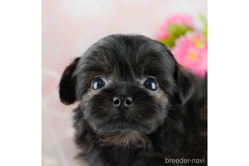 成約済の千葉県のチワプー:チワワ×トイプードル-309860の3枚目